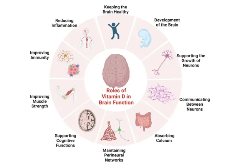 roles of vitamin d in brain function Infographic showing vitamin D’s roles in brain health, including inflammation control, neurodevelopment, calcium regulation, including vitamin D for memory loss.