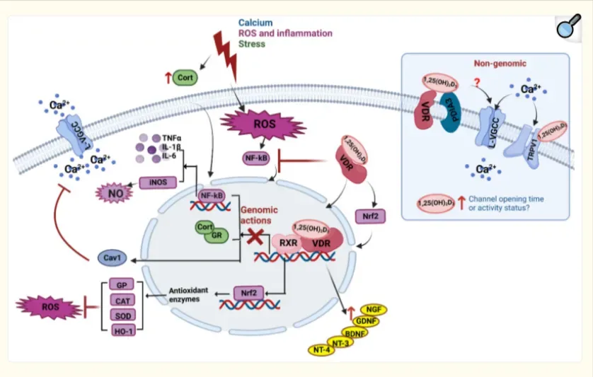 vitamin d brain signaling pathways Diagram showing genomic and non-genomic mechanisms of vitamin D action in the brain, including calcium regulation, antioxidant response, and neurotrophin activation.