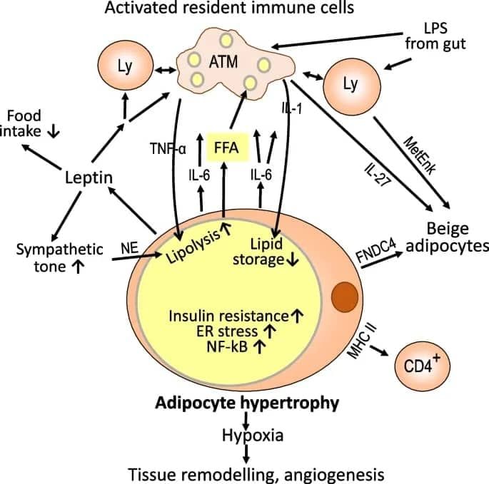 IL6 fat cell signaling pathway How IL-6 Disrupts Fat Metabolism: Biological pathway illustration showing IL-6's role in promoting inflammation, fat storage, and insulin resistance