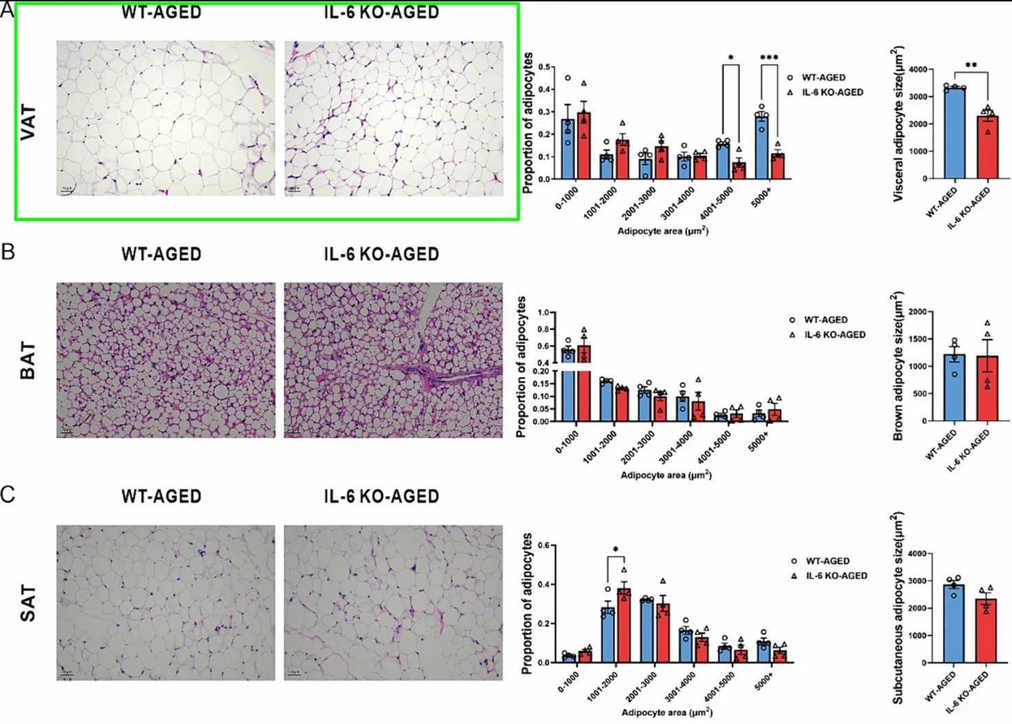 IL6 knockout fat comparison Microscopy images comparing fat cell size in visceral fat, brown, and subcutaneous fat of aged mice with and without IL-6