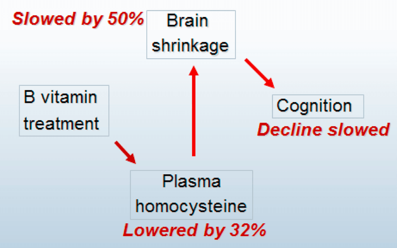 b12 brain atrophy vitacog trial Diagram showing how vitamin B12 reduces brain atrophy in early cognitive decline, supporting vitamin B12 brain health and slowing structural loss linked to dementia.