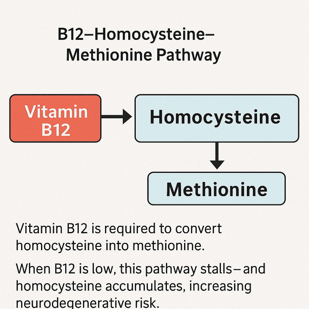 b12 homocysteine methionine pathway Diagram showing how vitamin B12 supports methylation by converting homocysteine into methionine—an essential process disrupted in B12 brain fog and cognitive decline.
