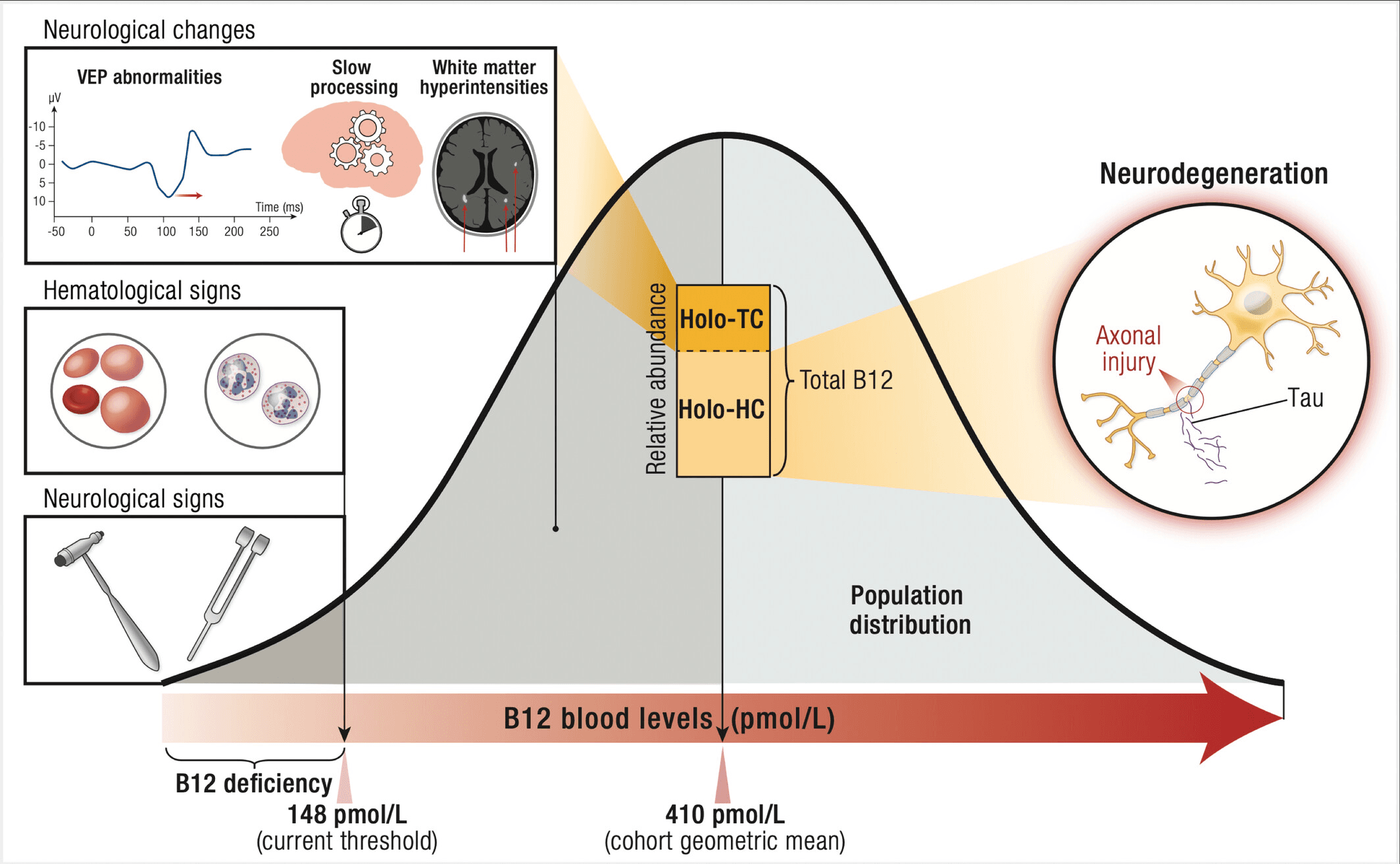 image.pnglongevity vault b12 brain fog white matter Diagram showing how low holo-transcobalamin (holo-TC) and high haptocorrin-bound B12 (holo-HC) affect vitamin B12 brain health, leading to white matter changes, Tau buildup, and cognitive slowing.