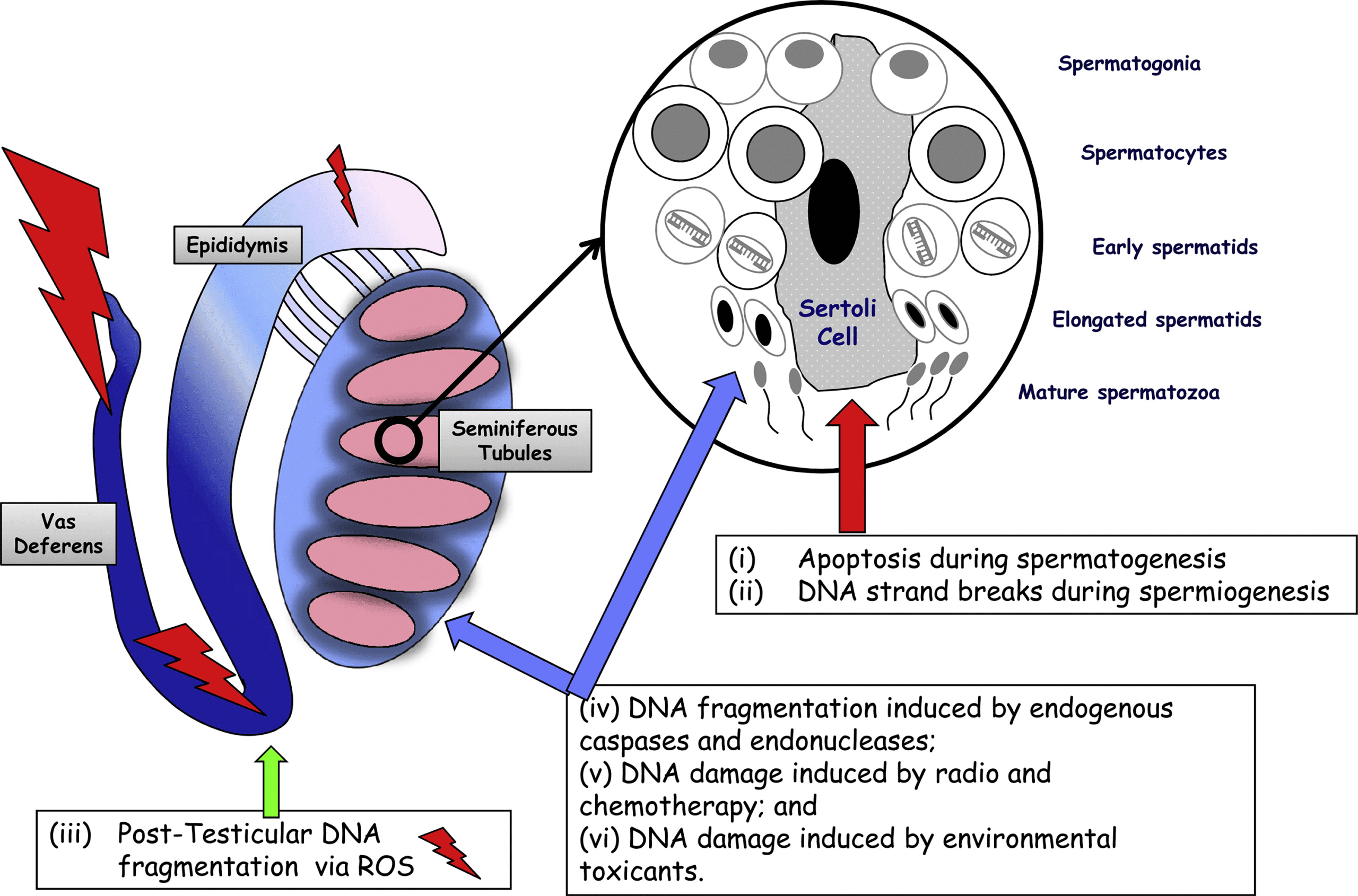 longevity vault b12 and sperm dna fragmentation scaled Diagram showing DNA damage during sperm development and factors involved (vitamin b12 and male fertility)