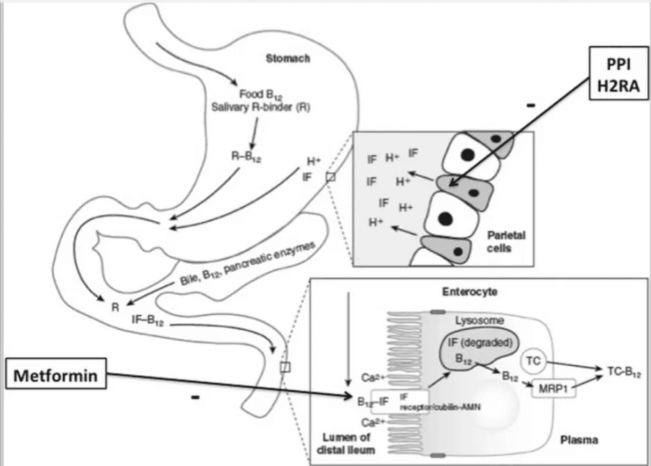 longevity vault b12 metformin absorption diagram Diagram showing how metformin impairs vitamin B12 absorption in the gut