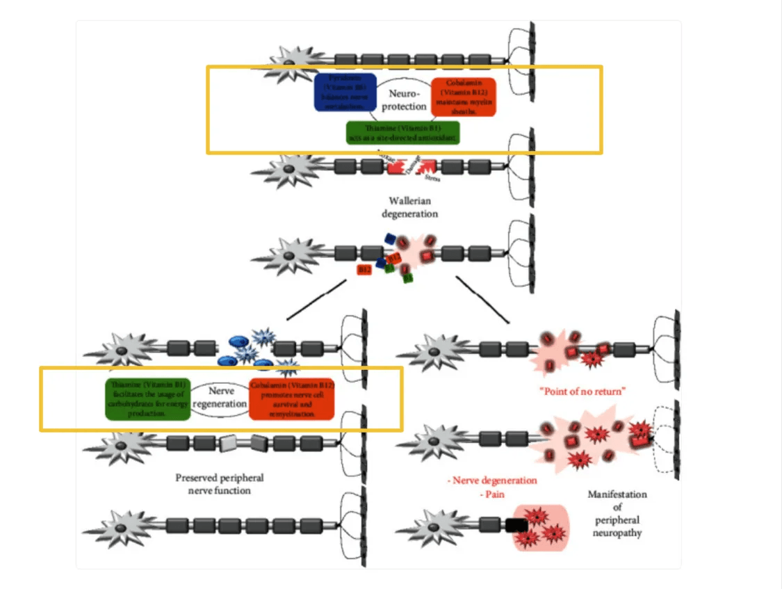 longevity vault b12 nerve regeneration diagram Diagram comparing B12-supported nerve regeneration vs. degeneration