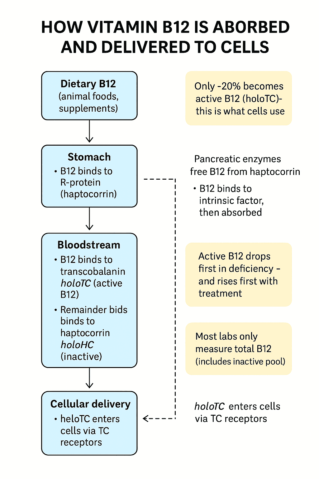 longevity vault vitamin b12 absorption holotc pathway Diagram of vitamin B12 absorption pathway showing active B12 (holotranscobalamin) delivery to cells; active b12 vs total b12