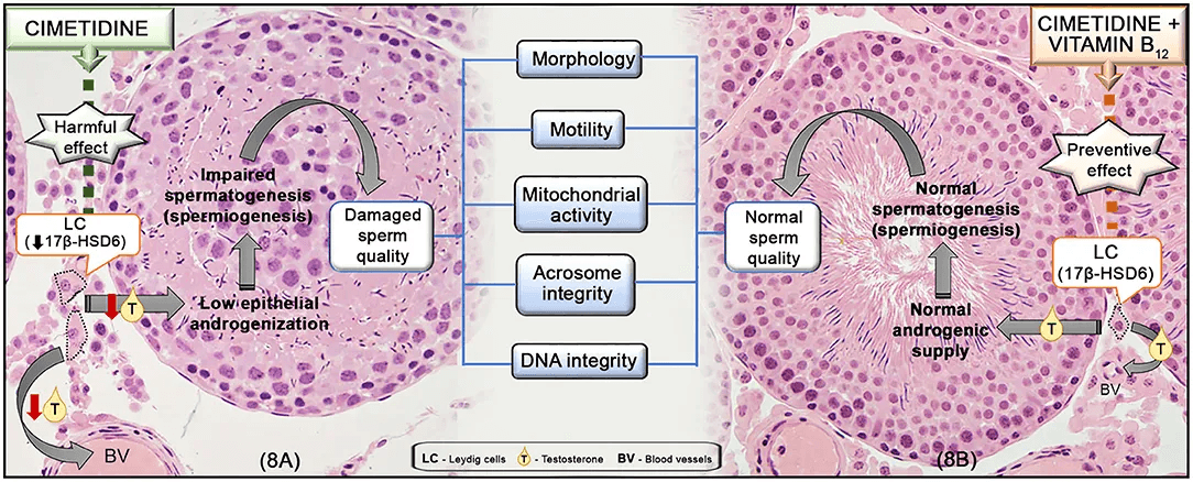 longevity vault vitamin b12 and sperm motility Microscopic view showing how vitamin B12 prevents sperm quality damage caused by cimetidine (vitamin b12 and sperm)