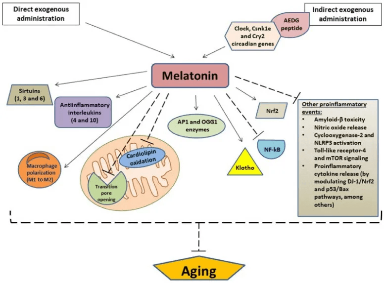 longevity vault melatonin as a longevity molecule anti aging pathways Diagram illustrating proposed anti-aging pathways modulated by exogenous melatonin.