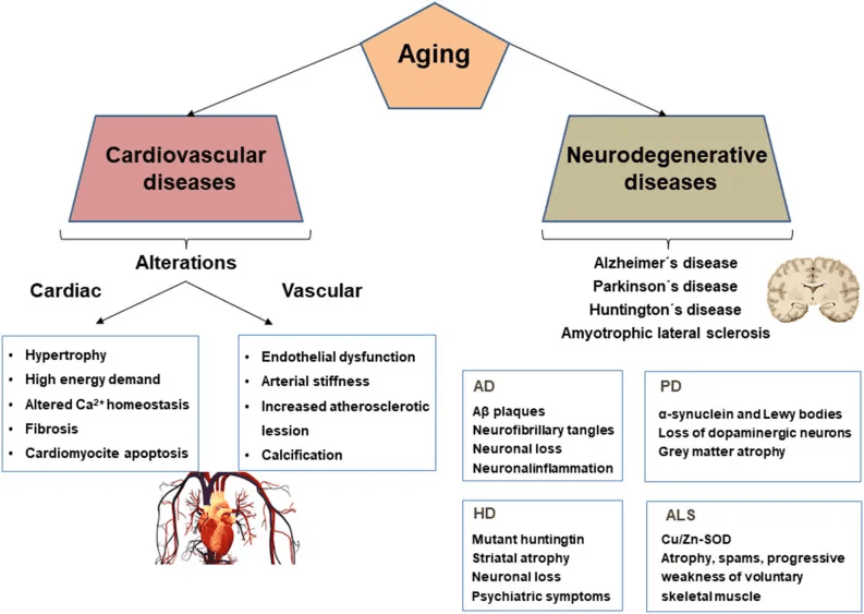 longevity vault melatonin as a longevity molecule therapy Visual summary of pathophysiological changes in AD, PD, HD, and ALS, and cardiovascular aging