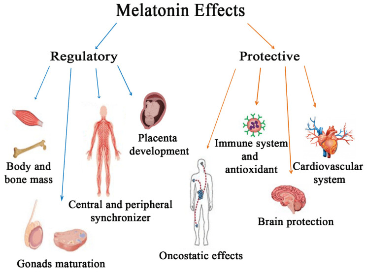 longevity vault melatonin mitochondria antioxidant regulatory actions Multisystem antioxidant and regulatory actions of melatonin. melatonin for longevity