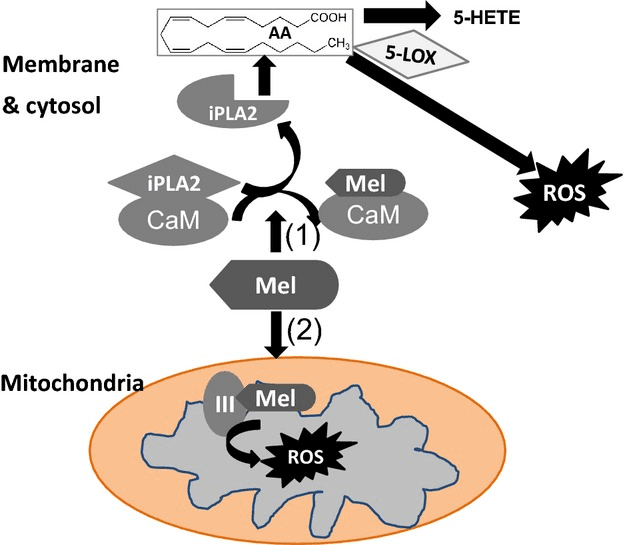longevity vault melatonin risks high dose pro oxidant pathways Presumed pathways by which melatonin may act as a pro-oxidant. Includes calmodulin-mediated lipid signaling and mitochondrial electron transport chain involvement