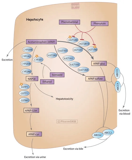 Metabolism and transport of acetaminophen in the liver at therapeutic doses (Mazaleuskaya LL, et al. PharmGKB summary: pathways of acetaminophen metabolism at the therapeutic versus toxic doses. Pharmacogenet Genomics. 2015) Is Tylenol bad for your liver