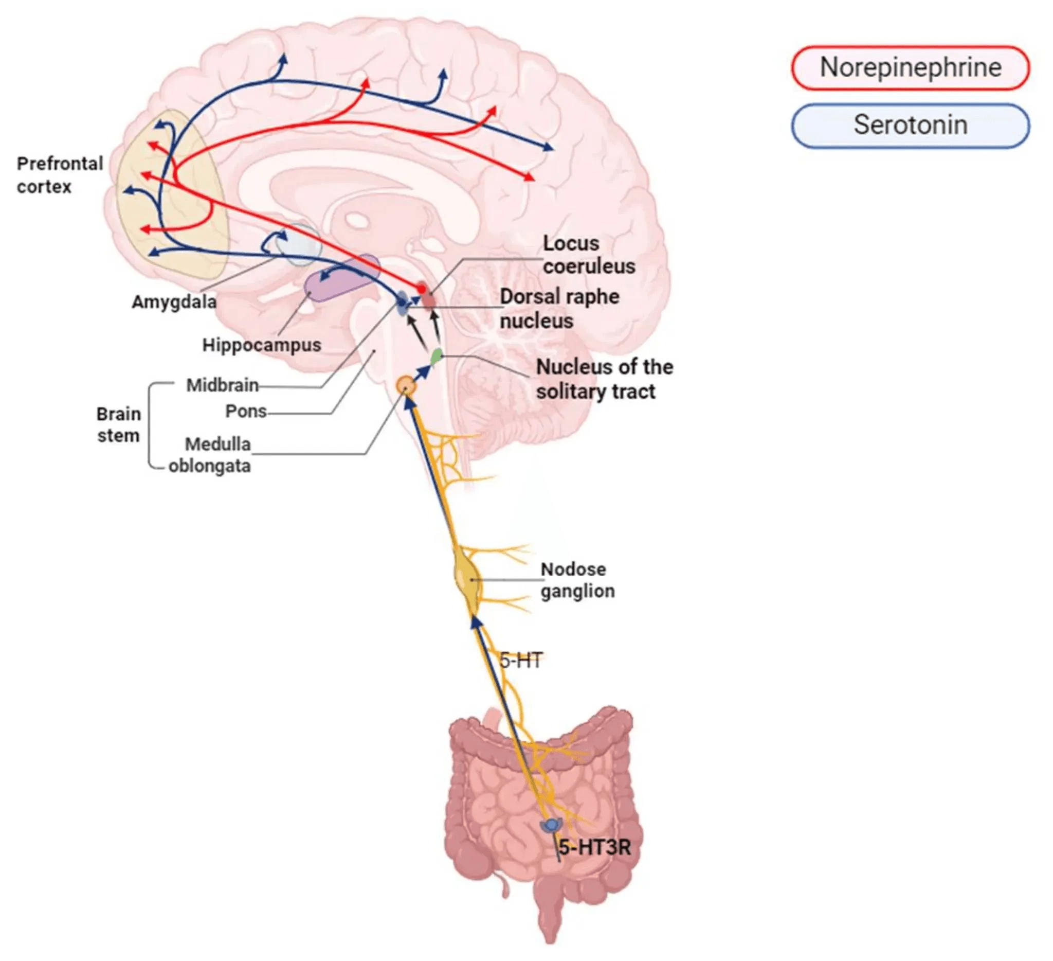 image The vagus nerve connects the gut, and brain through a bidirectional network of chemical messengers. These systems regulate calm, recovery, and emotional tone. Age- or stress-related hormonal changes can reduce how effectively these signals sustain parasympathetic balance. 3 a.m. wake-ups