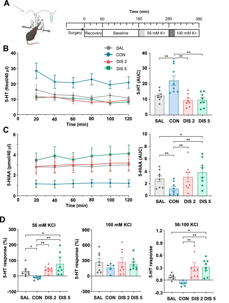 Serotonin and 5-HIAA levels after paroxetine discontinuation in mice