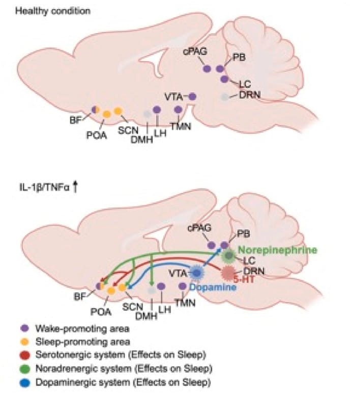 Neurocircuitry underlying sleep regulation in healthy and immune activated conditions