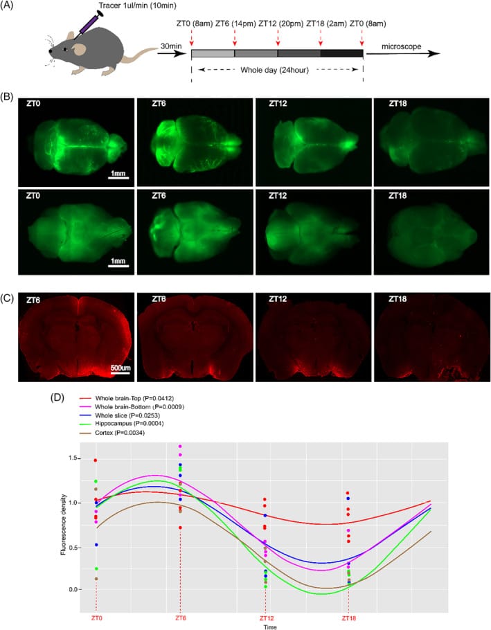 The glymphatic system exhibits circadian rhythm — representative whole-brain CSF tracer distribution