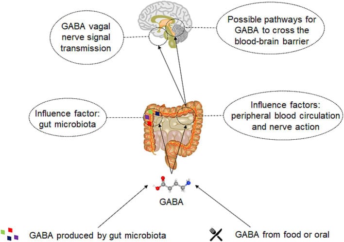 Pathway diagram showing how gut-derived GABA reaches the brain through intestinal absorption, bloodstream transport, enteric nerve interaction, and vagus nerve transmission
