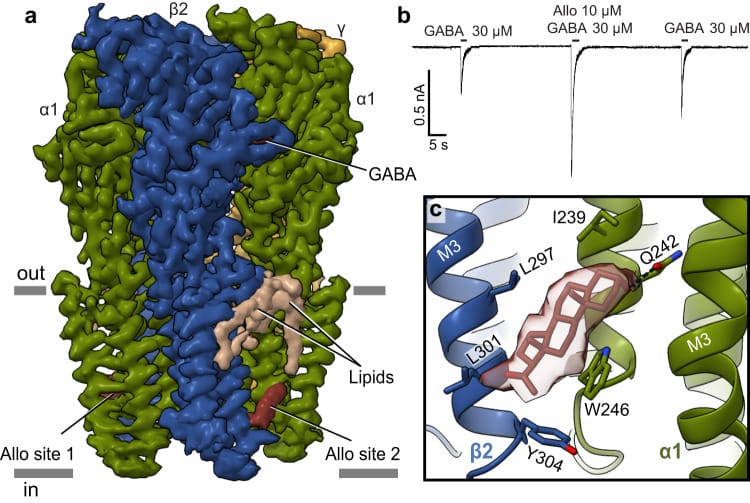Cryo-EM structure of the GABA-A receptor showing the neurosteroid binding site at the transmembrane domain. Allopregnanolone (red) binds at the beta-alpha subunit interface at the lipid-protein boundary, enhancing chloride conductance. Testosterone-derived androstanediol is predicted to occupy the same site.