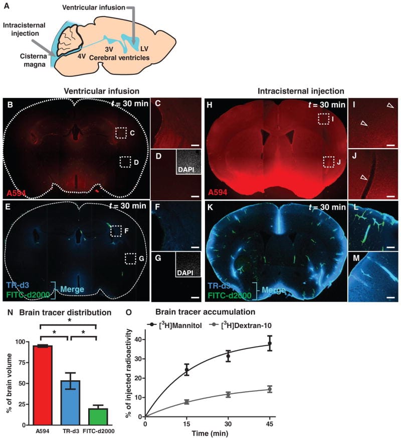 Glymphatic pathway showing CSF influx along periarterial spaces and paravenous drainage
