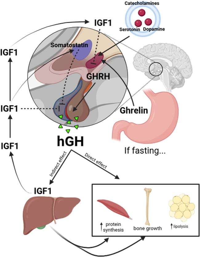 Upstream and downstream regulation of human growth hormone