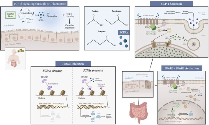 Diagram of SCFA modulation of peripheral circadian genes through gut microbiota, FFAR3/FFAR2 receptors, HDAC inhibition, TGF-beta mediated pH fluctuation, and hormone secretion in the liver, kidney, and submandibular gland