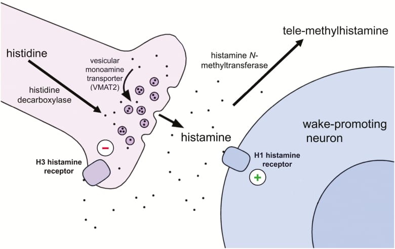 Histamine neurotransmission