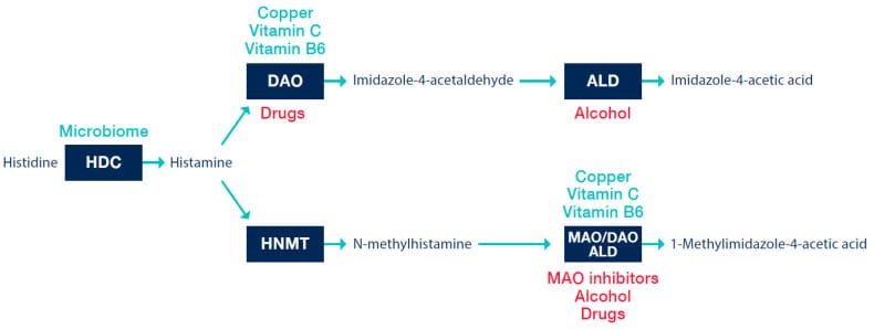 Histamine metabolism in vivo