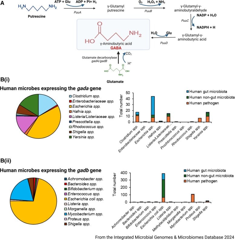 Bacterial GABA synthesis pathways showing how gut bacteria produce GABA through the glutamate decarboxylase and putrescine pathways, with pie charts identifying human microbes expressing relevant genes
