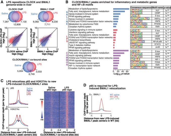 NF-κB activation repositions CLOCK/BMAL1 binding genome-wide