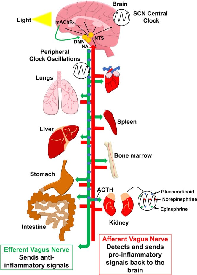 Pathway diagram showing inflammatory communication between brain and periphery modulated by the vagus nerve and SCN circadian clock