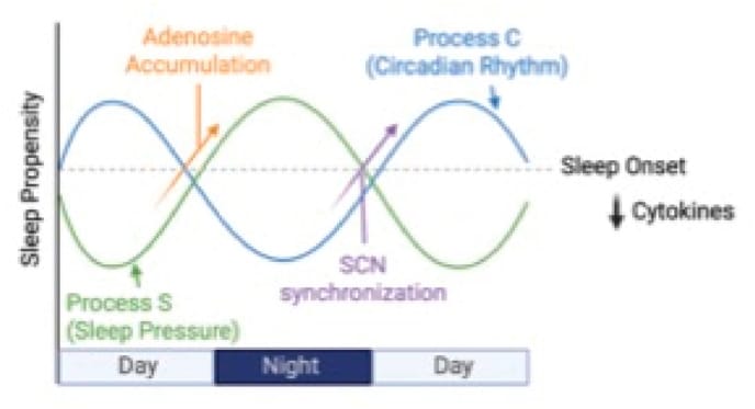 Two-process sleep model with cytokine modulation