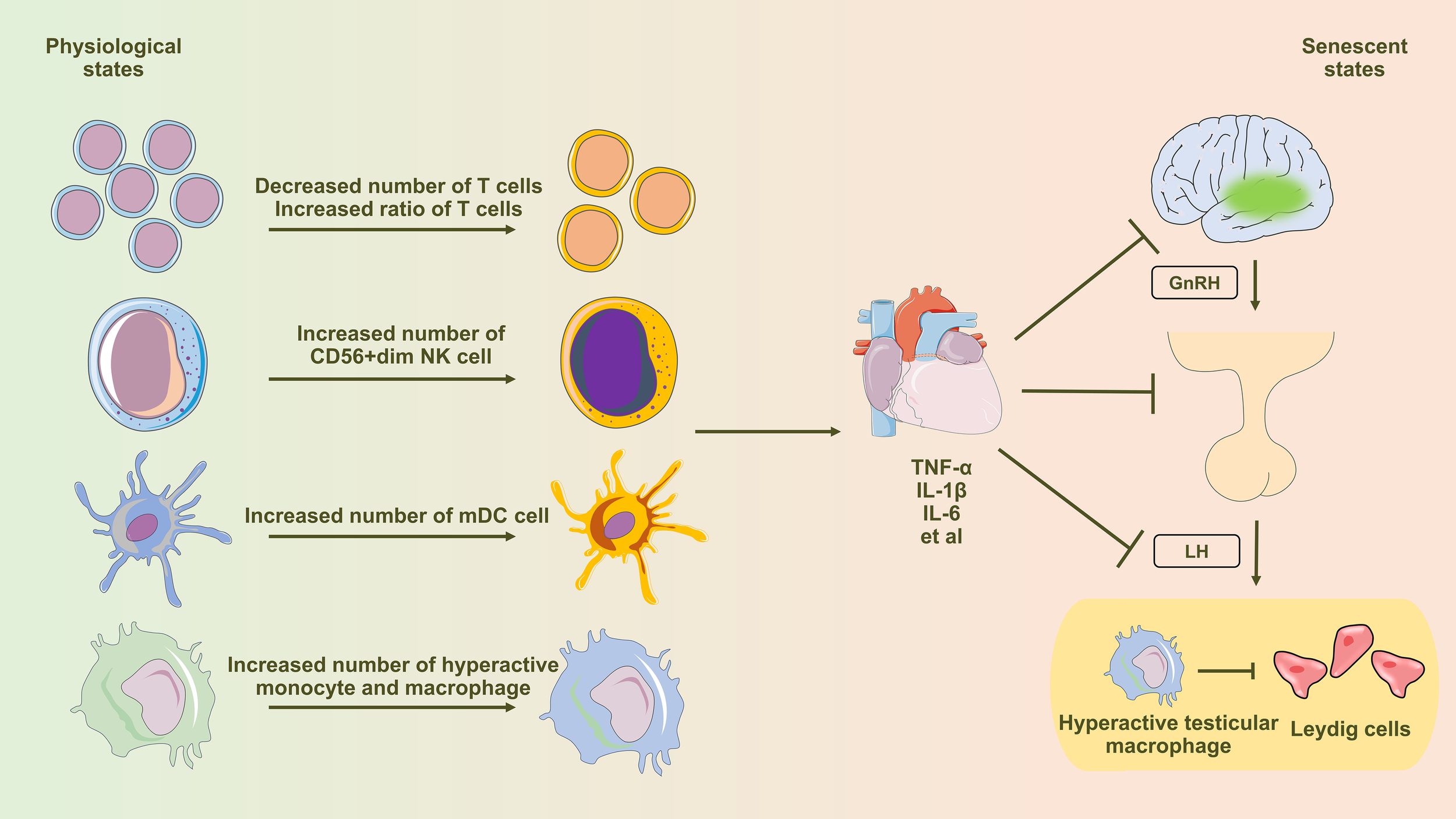 Diagram showing immune senescence effects on GnRH neurons and Leydig cells