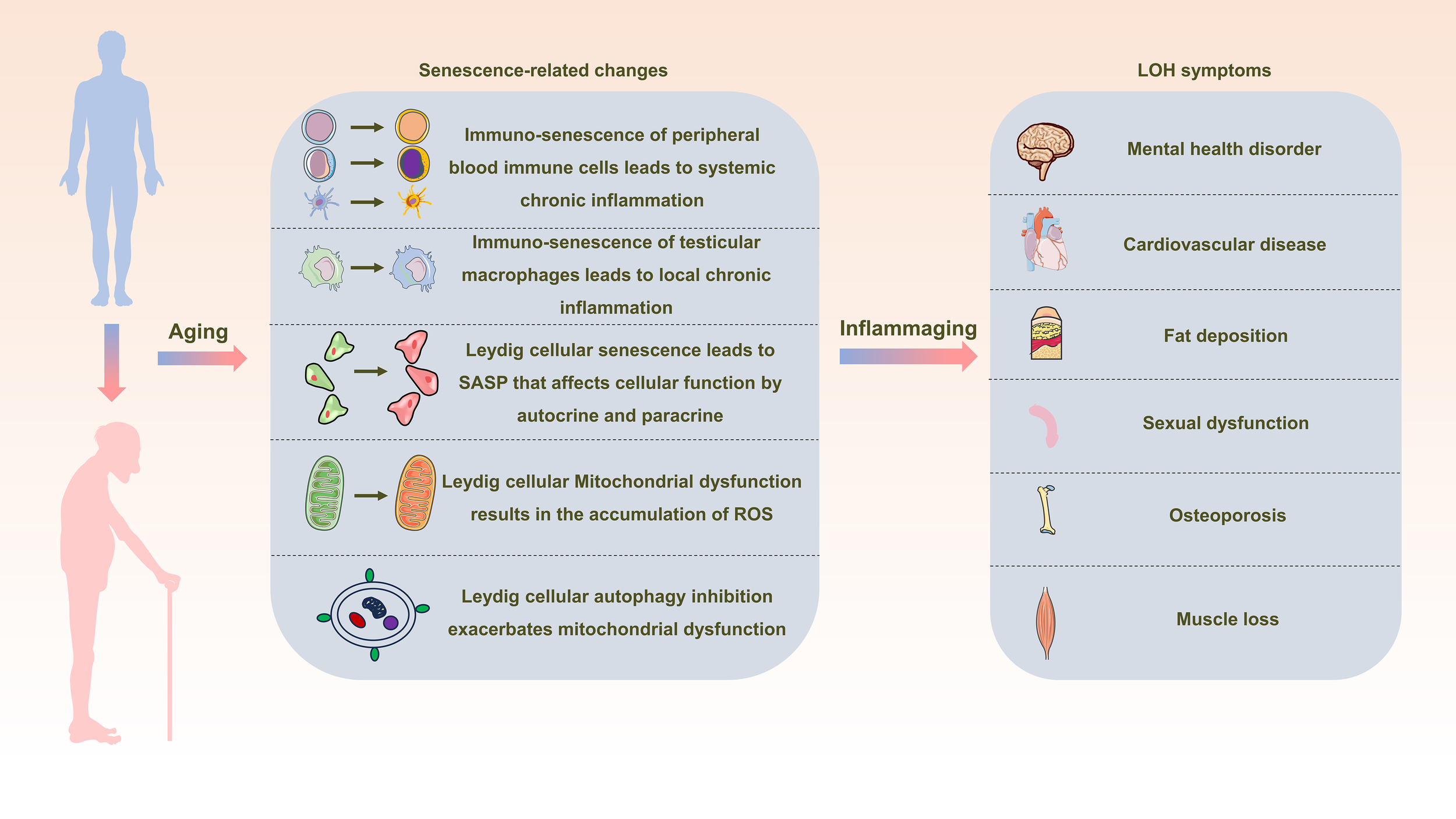 Schematic of inflammaging and late-onset hypogonadism connection