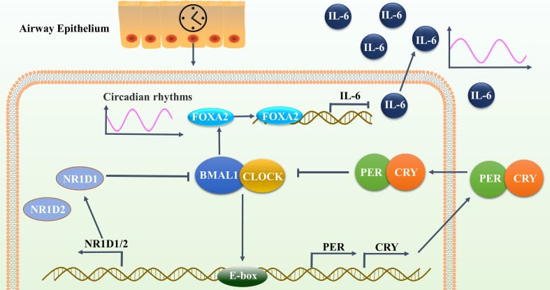 BMAL1/FOXA2/IL-6 pathway in airway epithelial cells