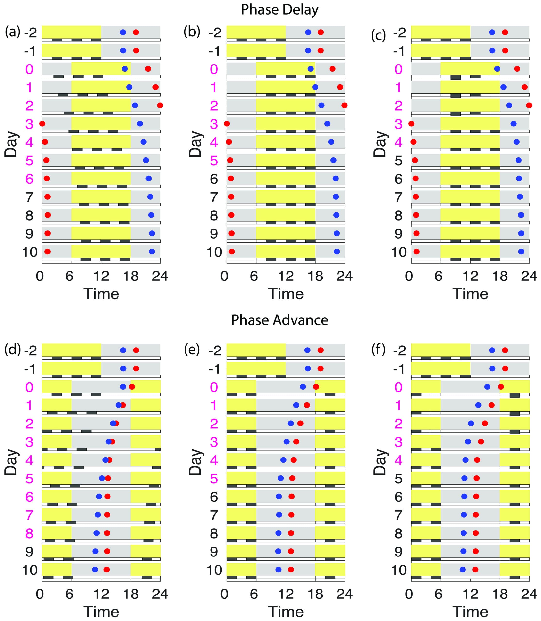 Chart showing meal timing interventions accelerating circadian re-entrainment for phase delay and phase advance in aged subjects