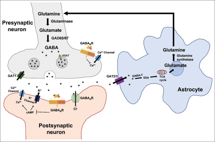 Diagram of GABA synthesis, synaptic release, receptor binding at GABA-A and GABA-B receptors, and reuptake via GAT transporters in the synaptic cleft