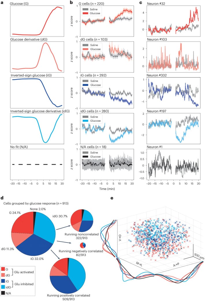 Classification of single-cell orexin neuron responses to blood glucose and running in behaving mice