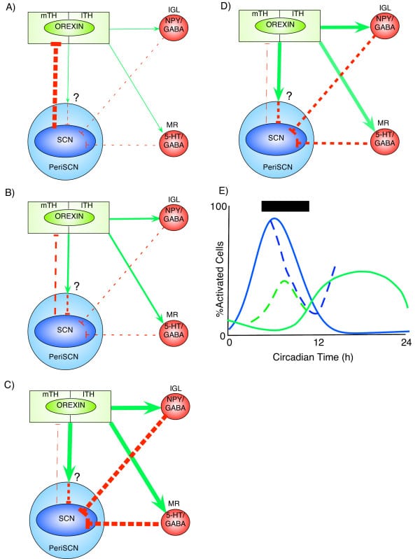 Schematic showing circadian and dark pulse regulation of orexin cellular activation across circadian phases