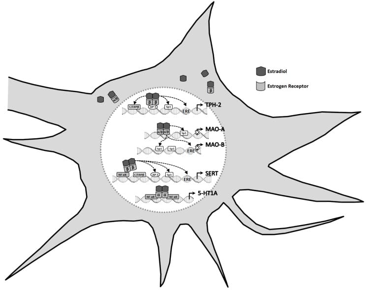 Estradiol regulation of serotonin genes TPH2, MAO-A, MAO-B, SERT, and 5-HT1A in a neuron