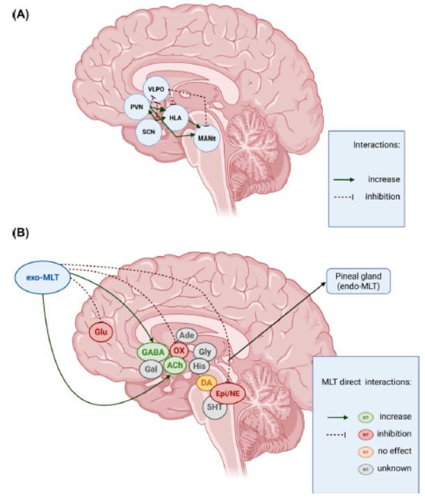 Brain nuclei and neurotransmitter interactions in sleep-wake regulation with melatonin effects