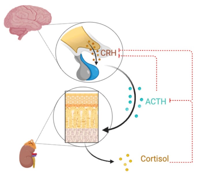 HPA axis diagram showing CRH, ACTH, and cortisol feedback loop