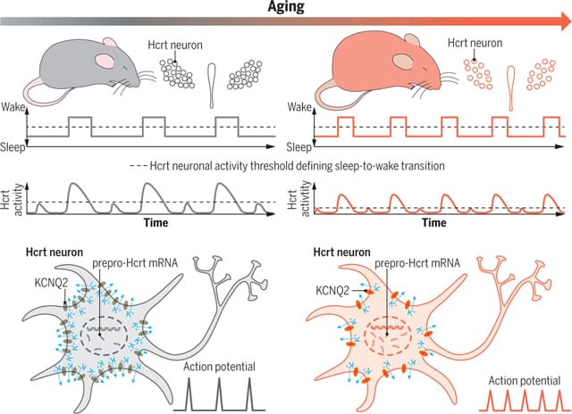 Graphical abstract showing how orexin neuron hyperexcitability from KCNQ2 loss drives sleep fragmentation in aged mice