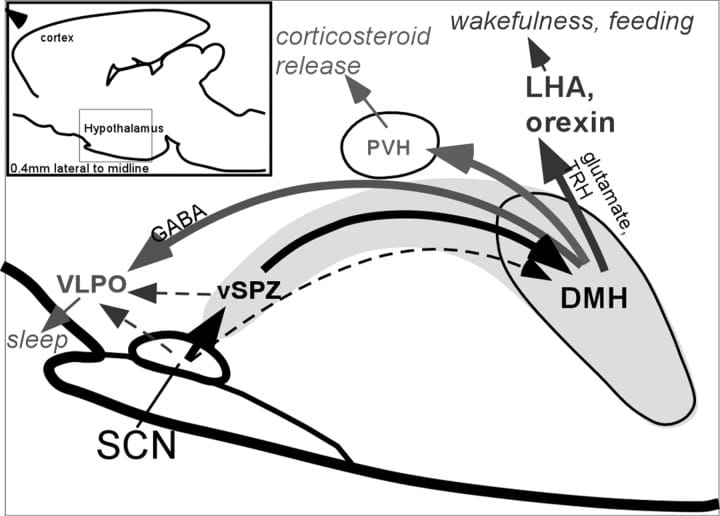 Sagittal view of DMH pathways regulating circadian timing of sleep and wakefulness