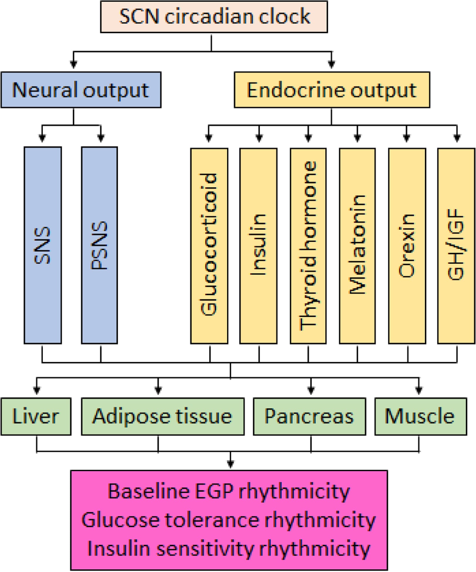 Schematic showing pathways connecting the SCN central clock with peripheral metabolic organs in the regulation of diurnal glucose production, glucose tolerance, and insulin sensitivity
