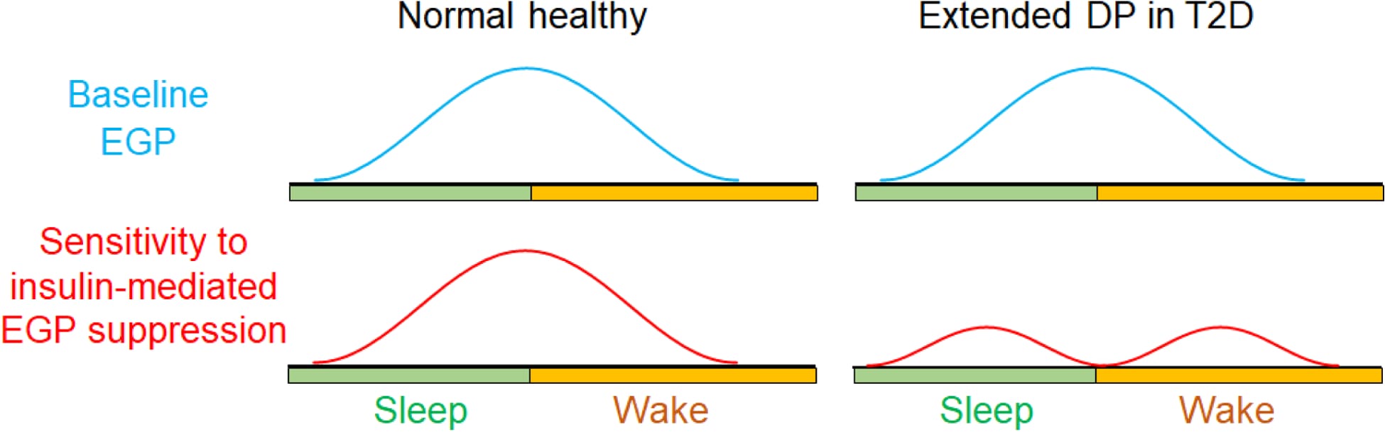 Diagram comparing endogenous glucose production and insulin sensitivity rhythms in healthy individuals versus extended dawn phenomenon in type 2 diabetes