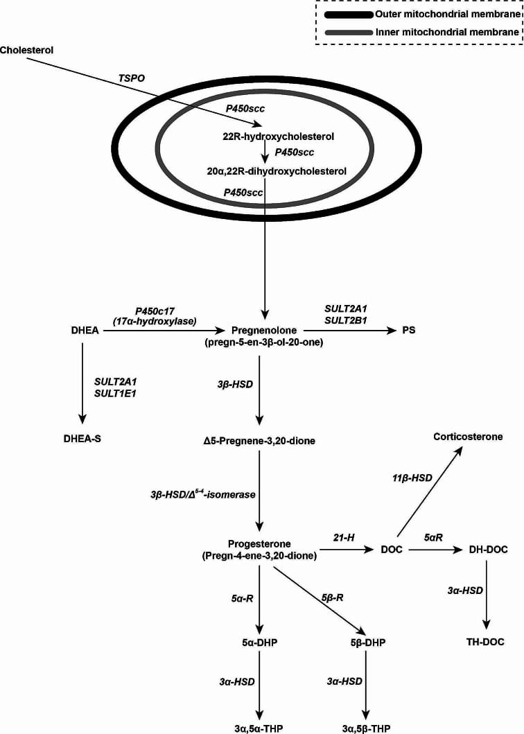 Biosynthesis of progesterone and pathways of its metabolism to neurosteroids including allopregnanolone