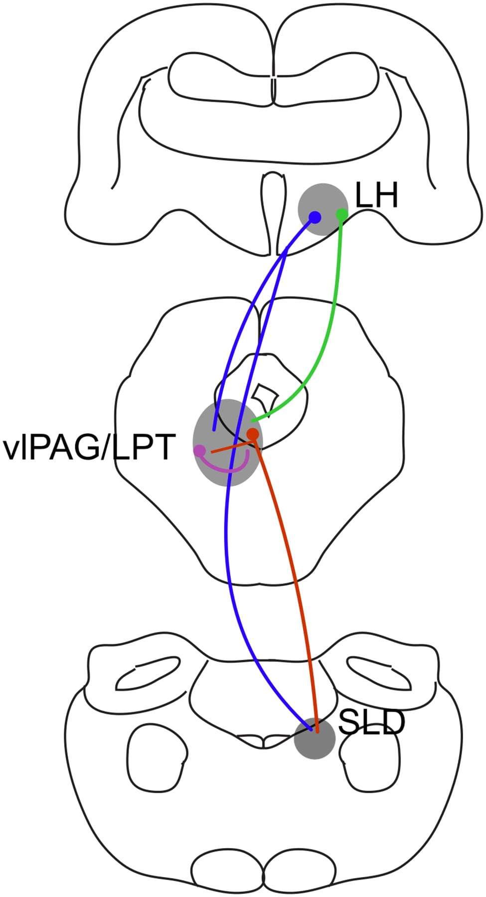 Brainstem circuit diagram showing neuron populations controlling REM sleep