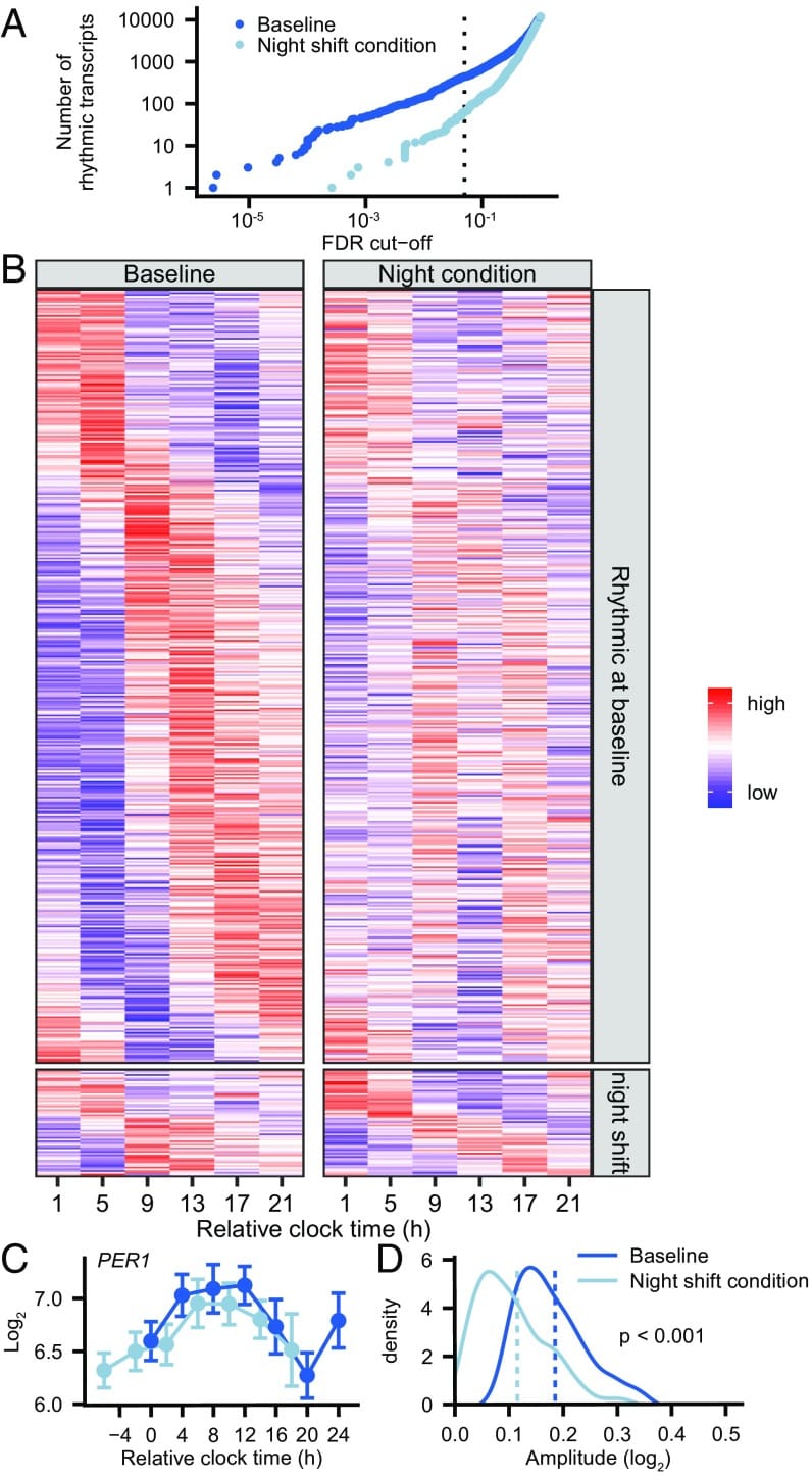 Heatmap and amplitude comparison of rhythmic transcripts at baseline versus night shift condition