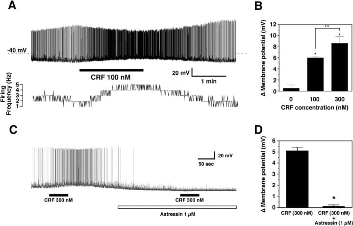 Electrophysiological recording showing CRF depolarization of orexin neurons in a dose-dependent manner, blocked by CRF-R1 antagonist